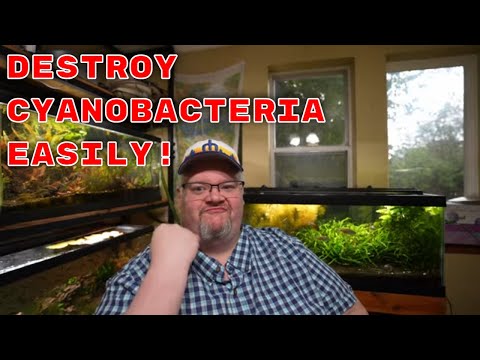 How to BEAT Blue Green Algae - Aquarium 911 Ep 15