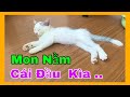MÈO ANH LÔNG NGẮN  -  TƯ THẾ NẰM NGỦ CỦA MON  KÌA @CuocSongSaigon1  #1592