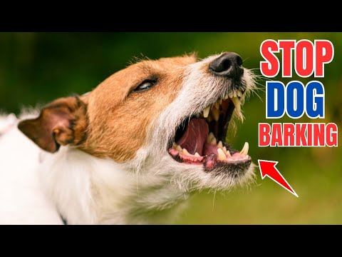 Ho Do You Get Your Neighbor's Dog To Stop Barking?
