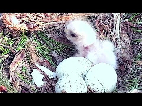 Cornell Red tailed Hawks~First sight of little one! A small injury on it's neck~6:12 AM 2022/04/22