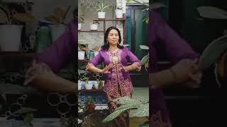 Download lagu Nginang Karo Ngilo mp3