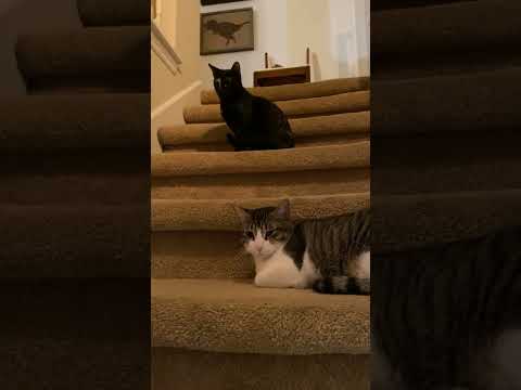 Stella #momma-of-Melanie, an adoptable Tabby & Domestic Short Hair Mix in Houston, TX_image-1