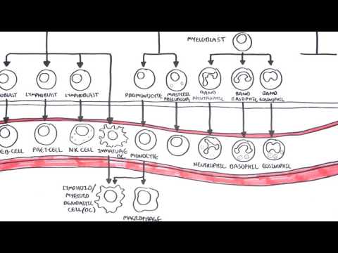 Introduction to Myeloproliferative Disorders