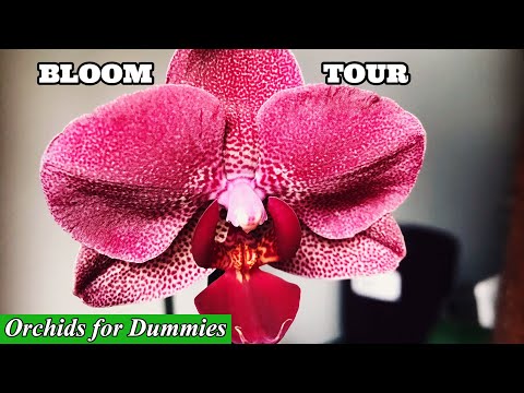Orchids for Dummies First Phalaenopsis Bloom Tour