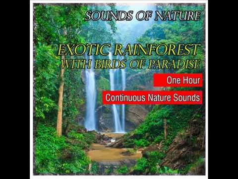 Exotic Tropical Rainforest with Birds of Paradise