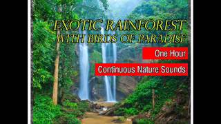 Exotic Tropical Rainforest with Birds of Paradise