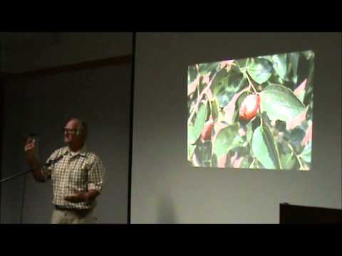 Roger Meyer: Jujube Cultivation & Varieties Explained