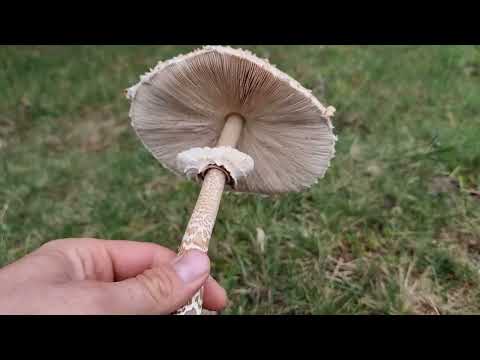 GLJIVE U JESEN 2025. NEVEROVATNO OTKRIĆE