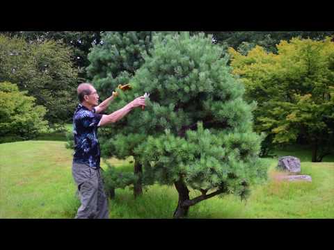 Pruning 'Niwaki' Japanese Garden Trees