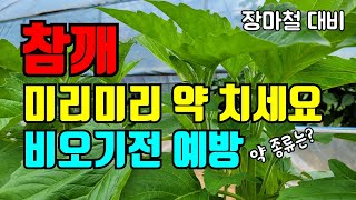 참깨 다수확을 위해 꼭해야할 일 / 참깨 잘록병 역병 예방하기 / 참깨 태풍장마대비해야할 일