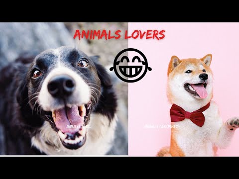 funny animals videos 😂-best cats & dogs videos part-01😂#01