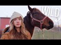 Trying To Train A Spirited Horse As A Teenager