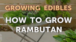 How to Grow Rambutan