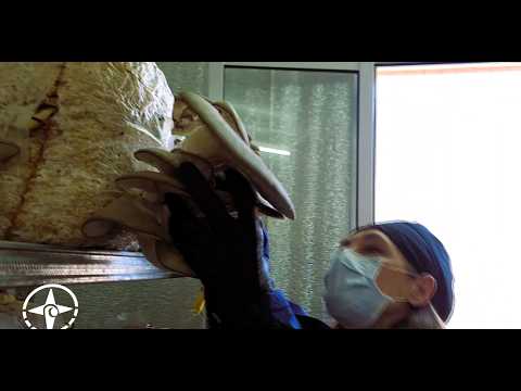 TODO SOBRE EL CULTIVO DE HONGOS: GIRGOLAS EN ALVEAR, MENDOZA