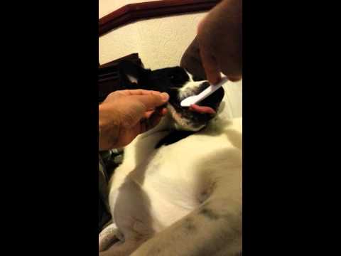 Brushing dog