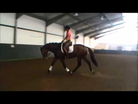 "Maximus" 3 yo gelding Metall- Lauries Crusador- Weltmeyer