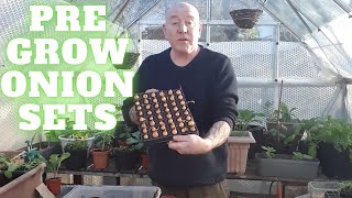 Grow Onions From Sets & Seed [Gardening Allotment UK] [Grow Vegetables At Home ]