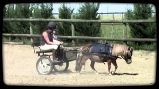 preview picture of video 'www.horsesolution.fr #2 - Initiation à l'attelage'