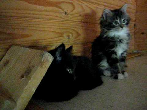 Maisa leikkii (Oitin kissatalo 4.7.2010)