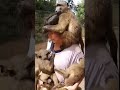 Monkey Love Shorts Subscribe Thx