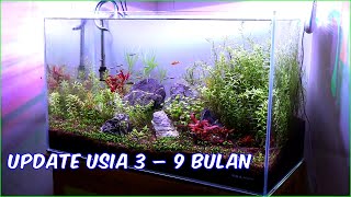 Update Aquascape 60cm Usia 3-9 bulan
