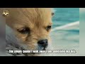 This Terrified Stray Ran From Everyone… Until She Showed It Love DEFAULT Thumbnail