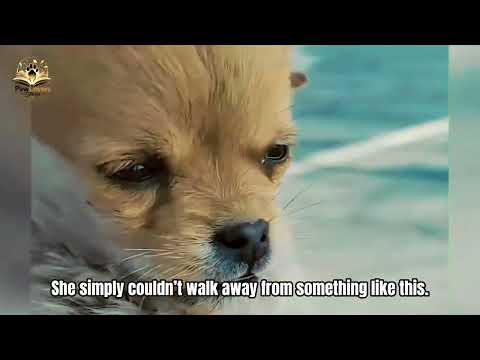 This Terrified Stray Ran From Everyone… Until She Showed It Love