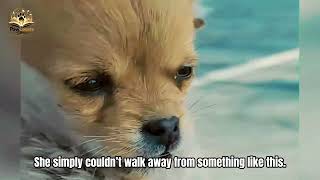 This Terrified Stray Ran From Everyone… Until She Showed It Love MQDEFAULT Thumbnail