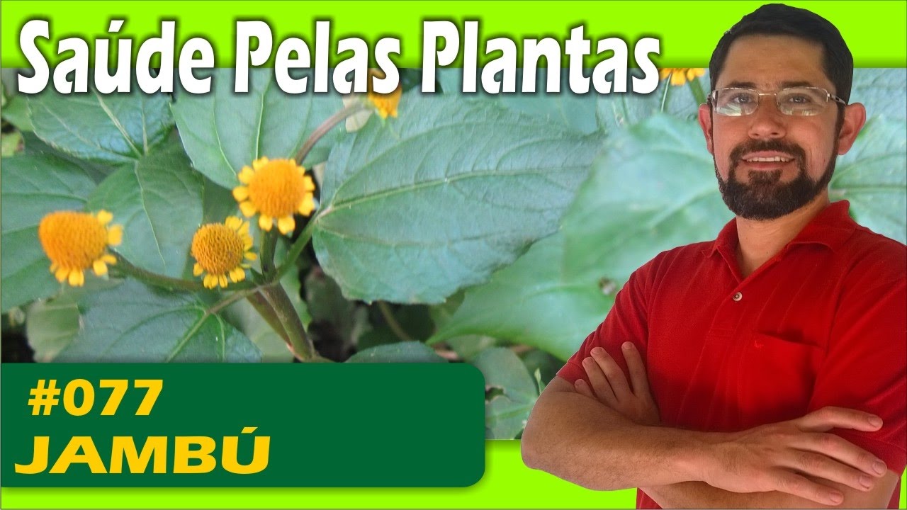 Saúde pelas Plantas – Jambú [anestésico, úlcera, rejuvenecedor, disfunção erétil]