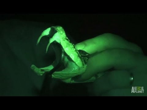 Fer de Lance Encounter | Swamp Wars