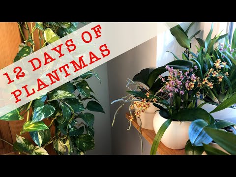 Orchids Thriving on the Low Light Northern Windowsill - 10th Day of Plantmas 🌿