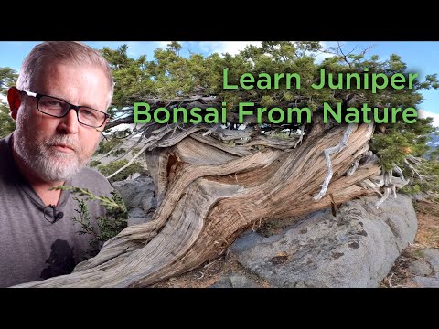 Bonsaify | Bonsai Inspiration: Take a Walk Among the Wild Junipers