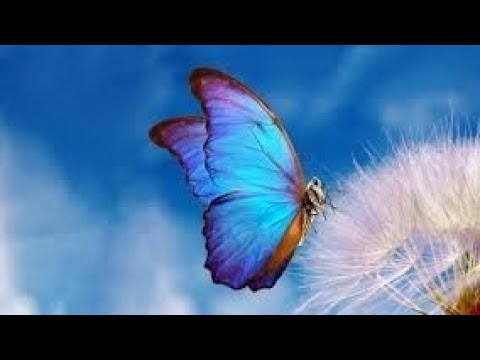 CoCoon and The Butterfly||English moral stories for kids