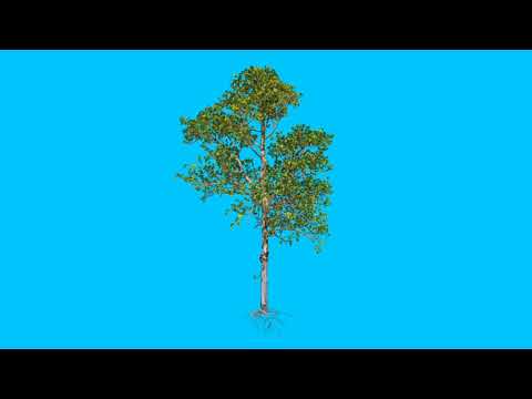 Zomi Songs Kapno & Suanlian(Na deih bang)