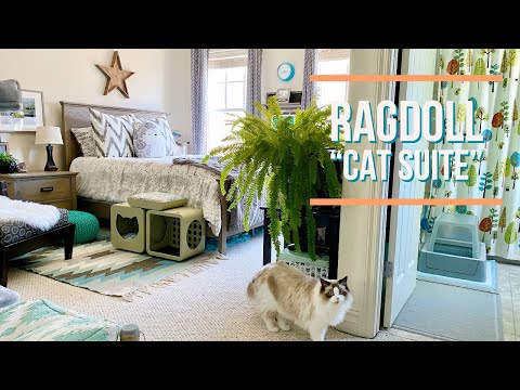 Ragdoll Cat Suite. See how Aria & River’s room has changed.