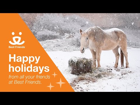 Joy to your world from Best Friends Animal Society