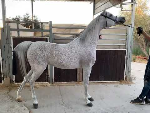 JOHARAT SOLAZ . SOLAZ J BY JUSTIFY BY SABRIYA YA BY  AL TAJ AA