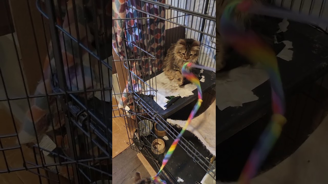 Enlarge Mini, a Adoptable mixed breed in San Jose, CA video 5/6