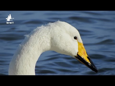WWT Welney - Swans of the Ouse Washes