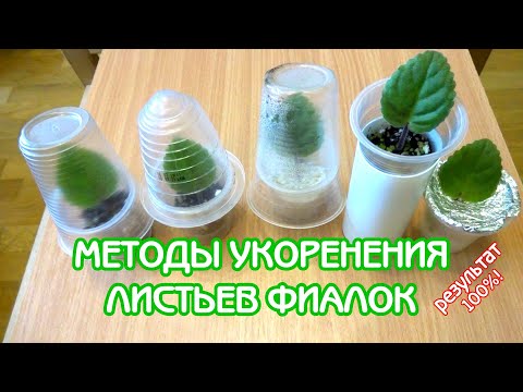 Альтернативные методы укоренения листьев фиалок