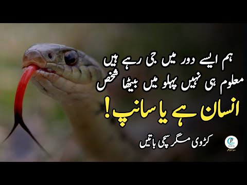 Best Aqwal e zareen in Urdu | Best Quotes in Urdu | اردو اقوال زریں