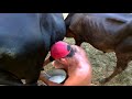 Tirando Leite Das Vacas No Curral Pela Manhã Seção Mamação