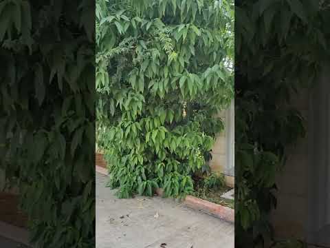 Adana Sabancı Merkez Camii Nihavend Makamı Ezan