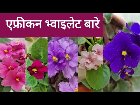 African Violets Care गर्ने तरिका ।  5 Tips for African Violets Care