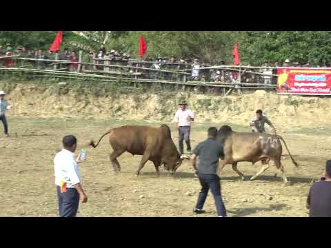 giai-choi-bo-xa-cu-pui-lan-thu-i-nam-2026