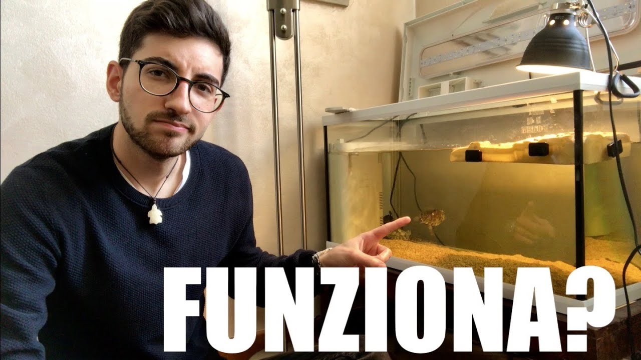 Cosa SERVE alle TARTARUGHE d'Acqua Dolce Consigli Acquario FUNZIONALE
