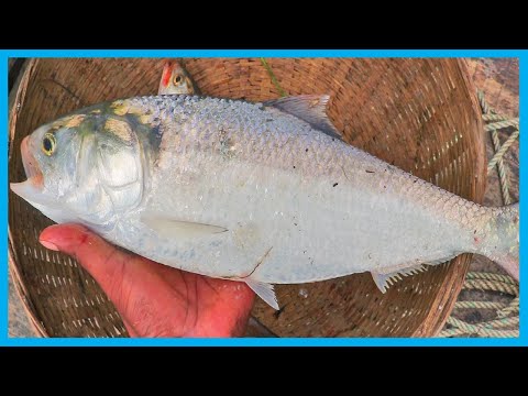Amazing Fast Hilsa Fishing Skill (PART 31) - Catching Hilsa Fish Big on the Sea