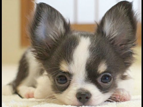 Quando avvelenare parassiti In un organismo di un cucciolo di vermi