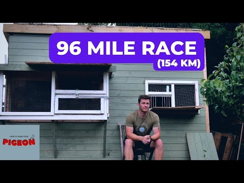 Back To Pigeon Racing | 96 Miles | Ep 49