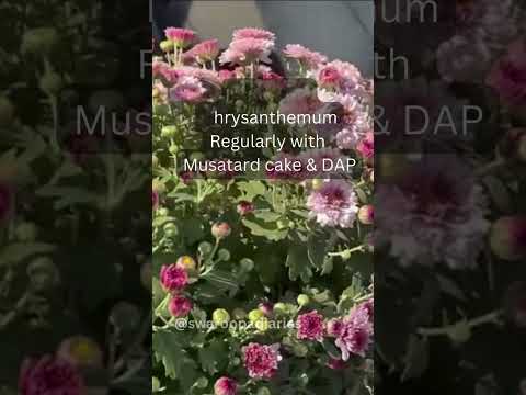 Key to get thousands of flowers on chrysanthemum🌼 |Boost Bloom in Guldaudi #shorts #floweringplants